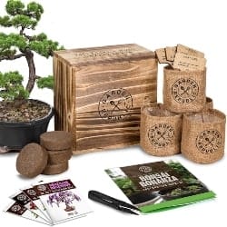 Bonsai Garden Seed Starter Kit (1)