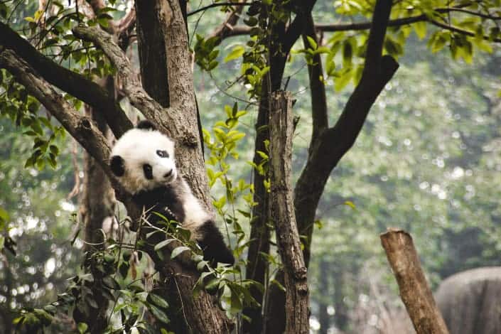Fun Trivia Questions - Which country own every panda in the world