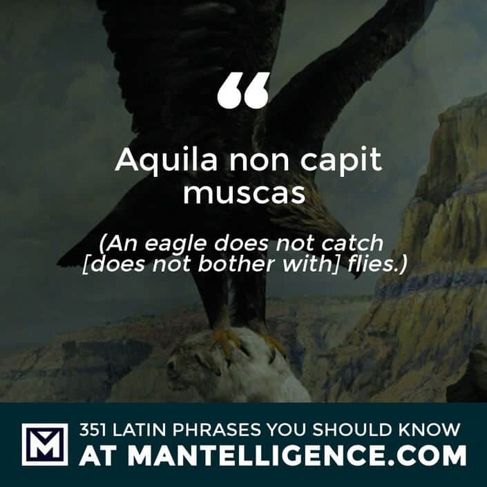 Aquila non capit muscas.- An eagle does not catch [does not bother with] flies.