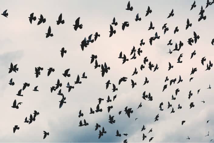 flock of black birds under cloudy sky