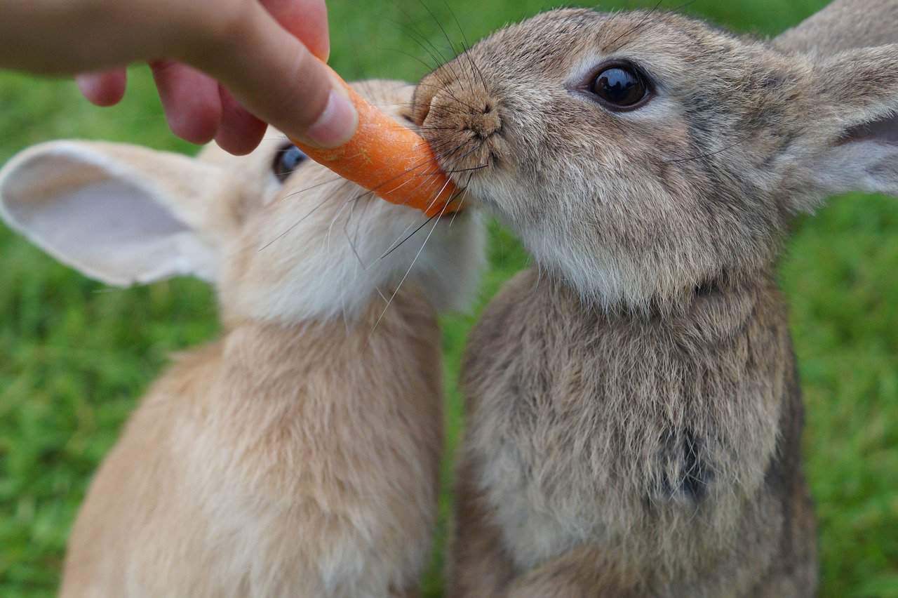 person feeding rabbits a carrot