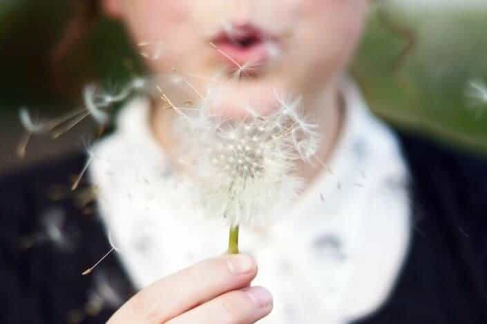 A dandelion flower being blown.