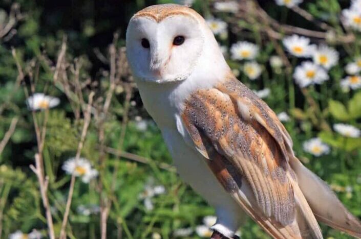 owl in nature